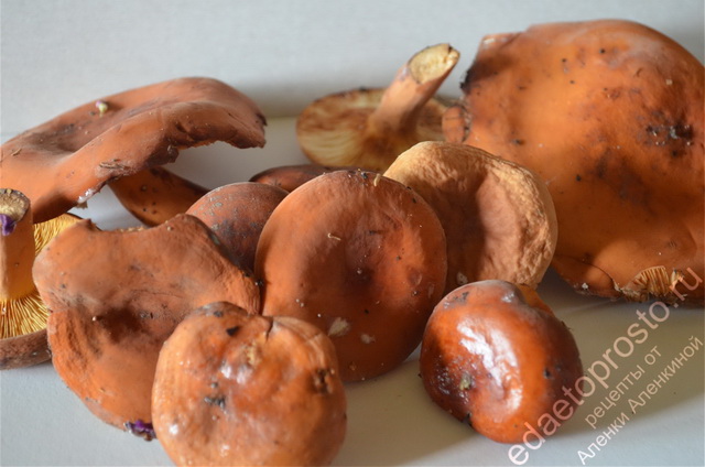 фотографии грибов и грибных блюд
