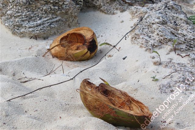 кокосовый орех для приготовления цыпленка с кокосом
