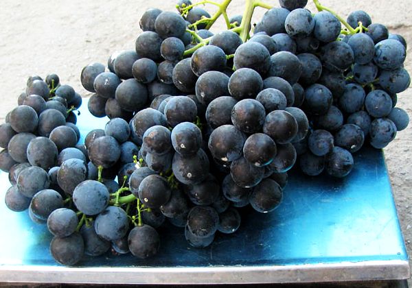 виноград для домашнего вина