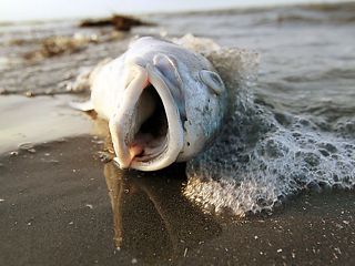 заставка к статье жизнь и смерть с японским колоритом, фото дохлой рыбы для суши