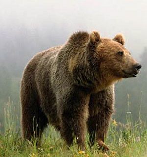 фото стоящего медведя - источника медвежьего жира