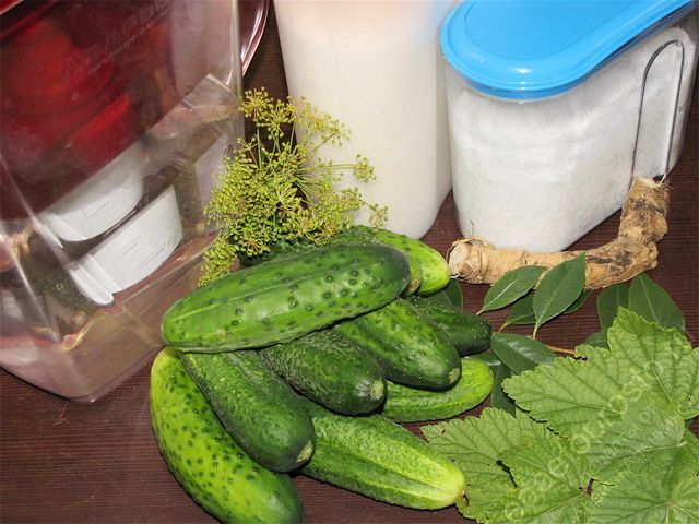 фото ингредиентов для приготовления малосольных огурцов