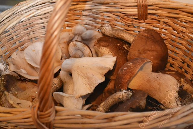 заставка к приготовлению грибов лесные грибы в корзинке