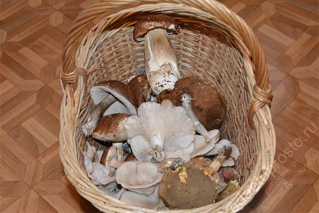фото грибов в корзине