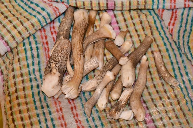Ножки грибов очистить от земли