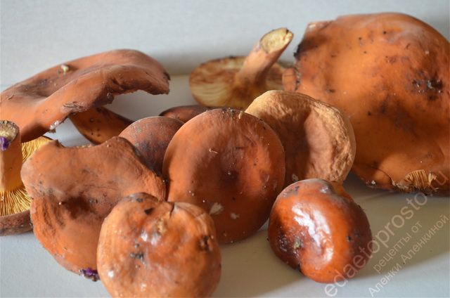 фото грибов рыжиков на столе перед засолкой на зиму