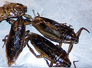 фото готовых насекомых заставка к рецепту жареных тараканов