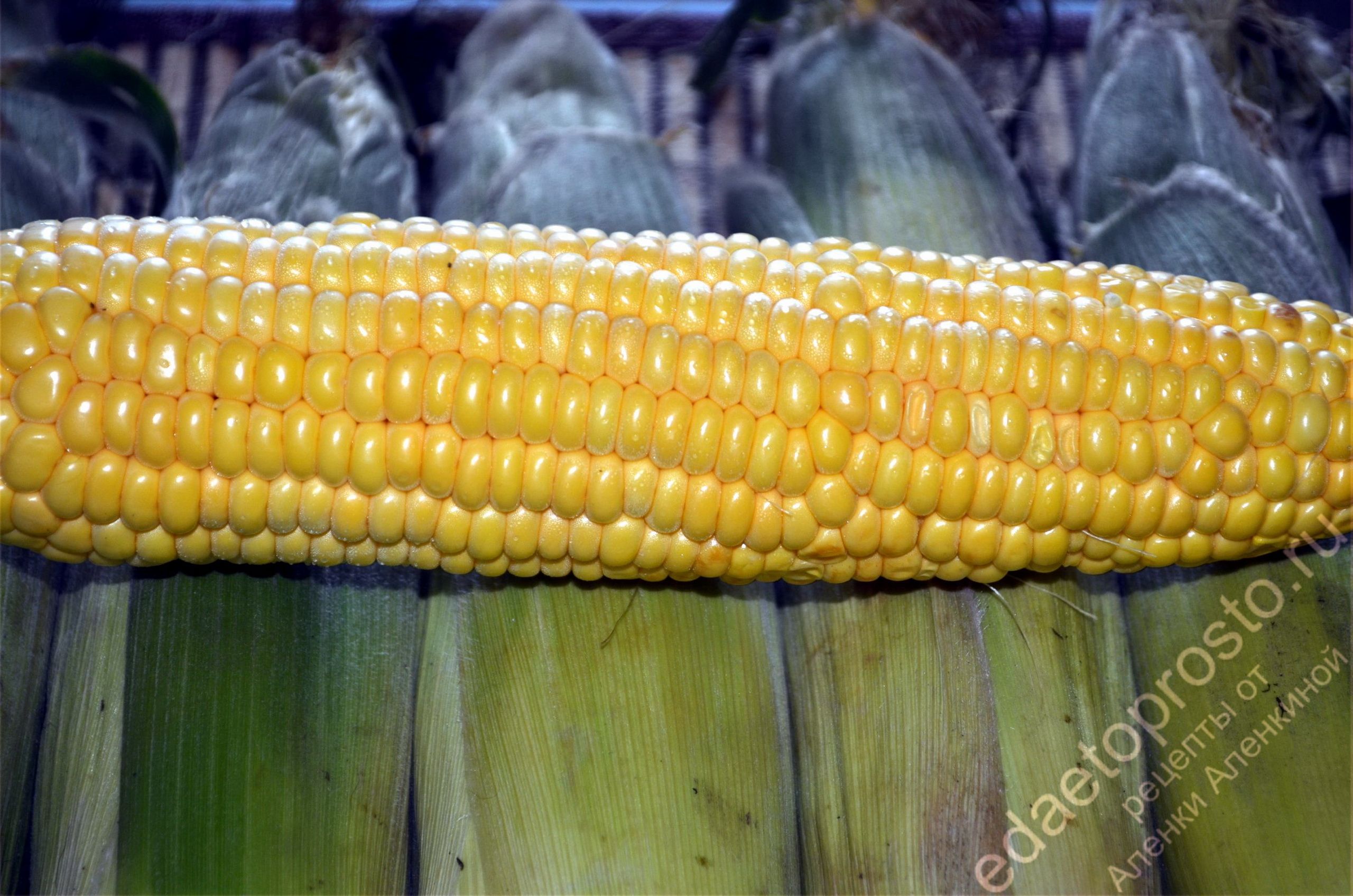 красивое фото початка кукурузы