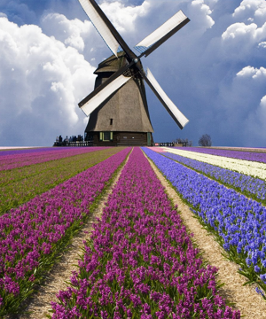 фото к голландской диете, фото мельницы в поле тюльпанов