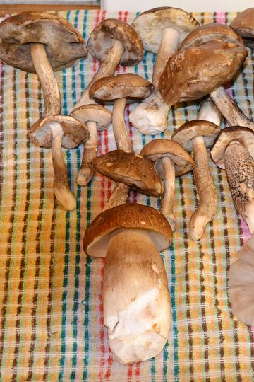 заставка к статье, фото грибов для сушки