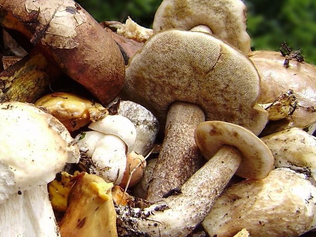 лесные грибы для шашлыка
