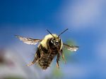 иконка Медитация: Полет пчелы