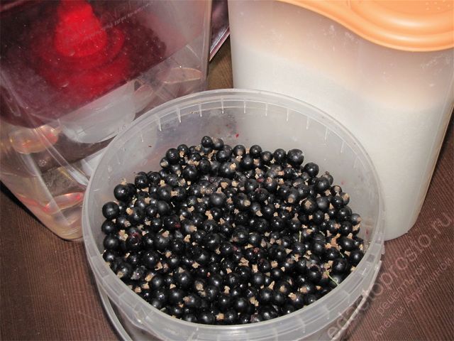 фото исходных продуктов для приготовления сока черной смородины на зиму