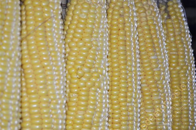 фото спелых початков кукурузы перед приготовлением