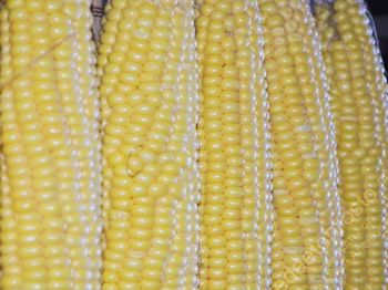 фото початков кукурузы перед приготовлением