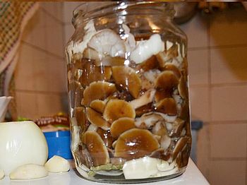 фото банки с вкусными маринованными грибами