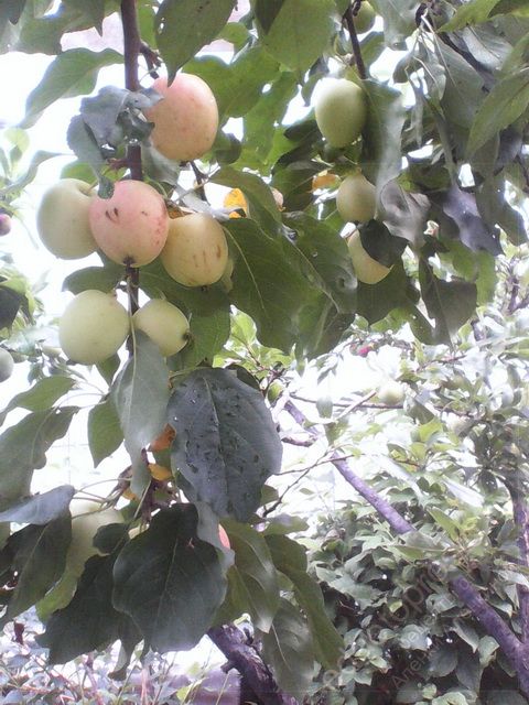 фото яблок на ветке для последующей заготовки мочением