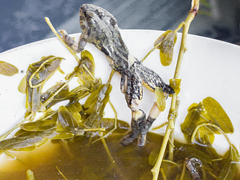 фото заставка к рецепту супа из лягушек с рисовой водкой