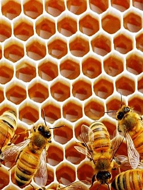 заставка к статье как определить натуральный мед - по пчелам!